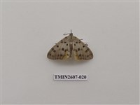 藏品(尺蛾123)的圖片